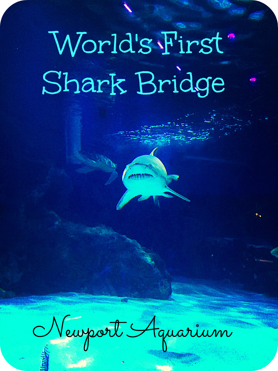 shark bridge
