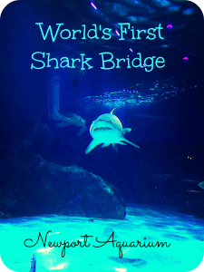 cincinnati aquarium shark bridge